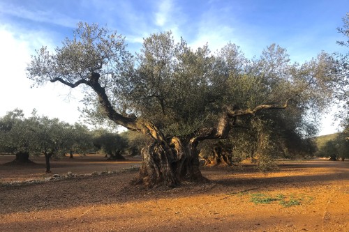 Acabo_Carrusel1_5 (Custom)