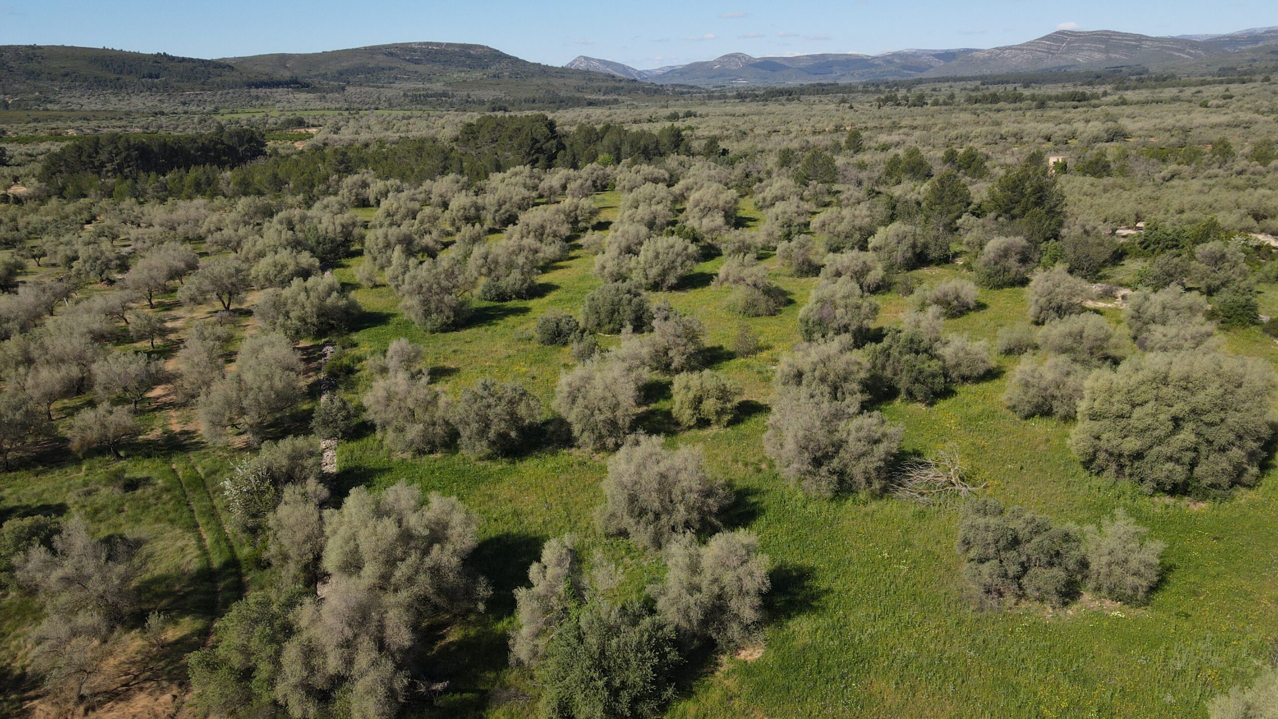 Proyecto Cero: Recuperación de una finca de olivos centenarios y su masía tradicional