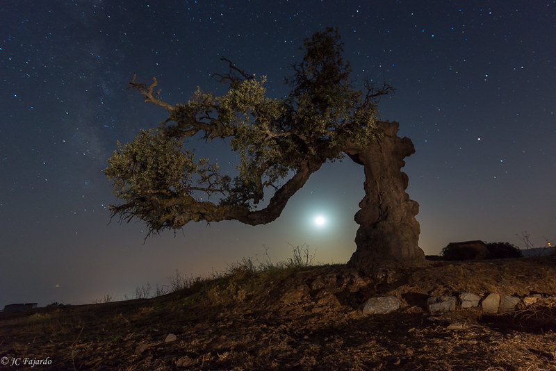Poética del Olivo Milenario y la Astrología