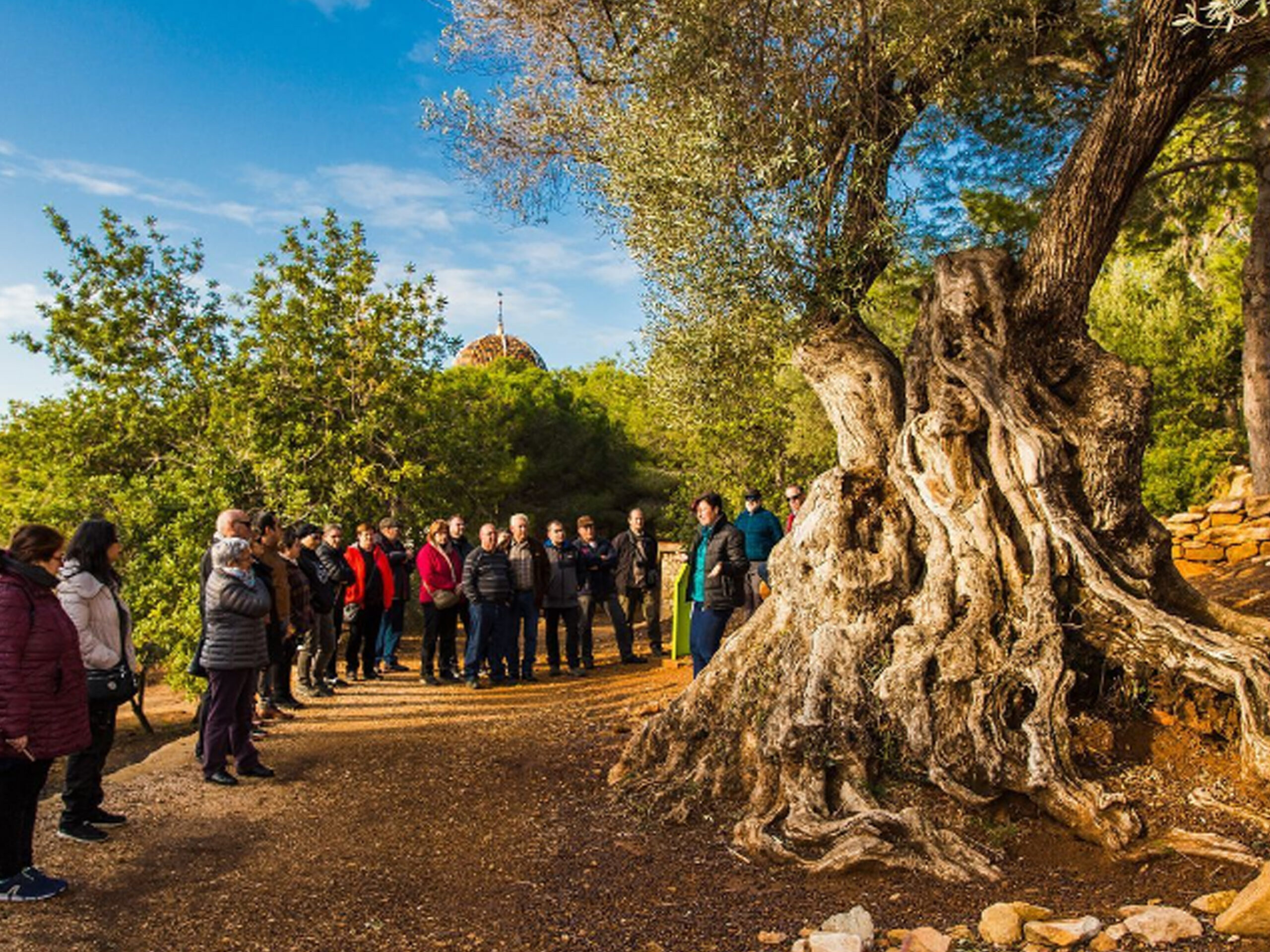 Ruta de los Olivos Milenarios